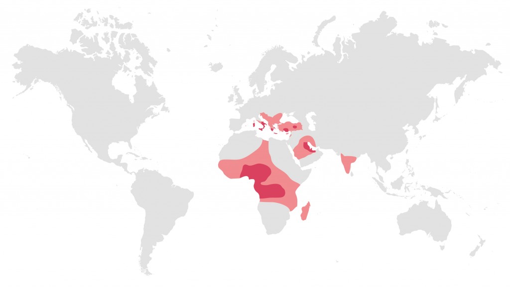 Distribuzione geografica dell'anemia falciforme
