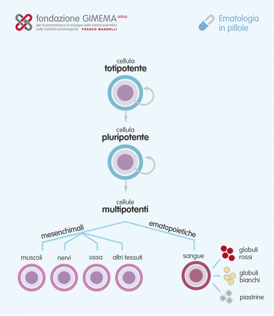 La cellula staminale – Ematologia in Pillole – Fondazione GIMEMA