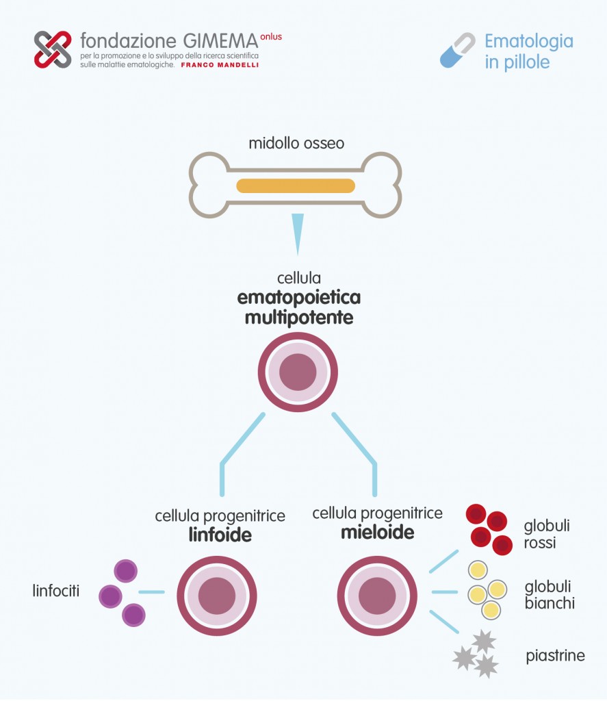 Le cellule staminali del sangue – Ematologia in Pillole – Fondazione GIMEMA