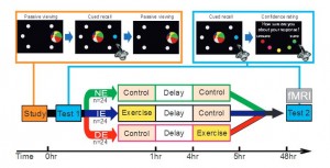 Schema dell'esperimento