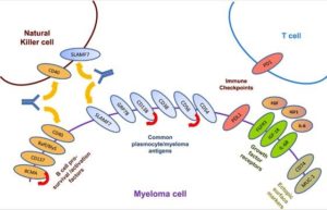 Target terapeutici nel Mieloma Multiplo (Leukemia)