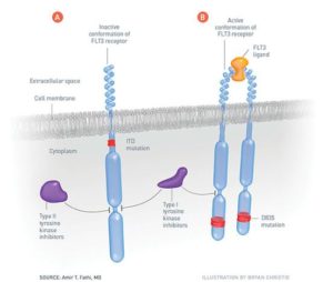 flt3 receptor